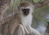 Young vervet monkey